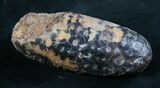 Agatized Fossil Pine (Seed) Cone From Morocco #8102-1